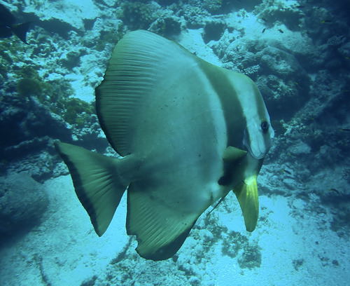 Platax teira observed 2026-10-15