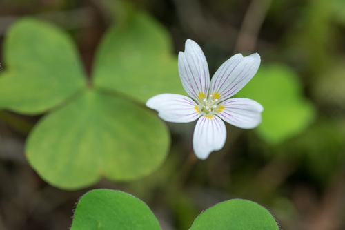redwood-sorrel (Oxalis oregana)