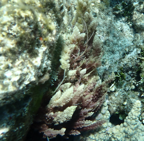 Asparagopsis taxiformis observed 2026-10-15