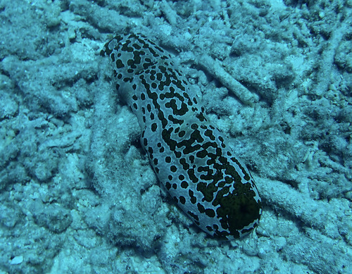 Bohadschia argus observed 2026-10-15