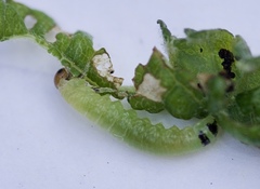 Euura leucapsis