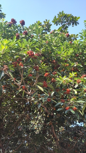 Pittosporum pentandrum observed 2026-10-19