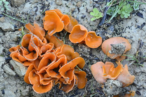 orange peel fungus (Aleuria aurantia)