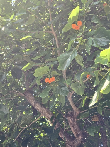 Cordia subcordata observed 2026-10-17