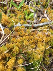 Sphagnum contortum