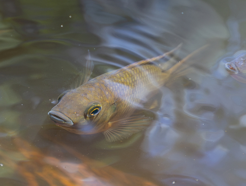 Sarotherodon melanotheron observed 2026-10-18