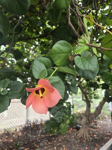 Talipariti tiliaceum observed 2026-10-18