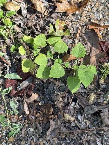 Cantinoa mutabilis observed 2026-10-18