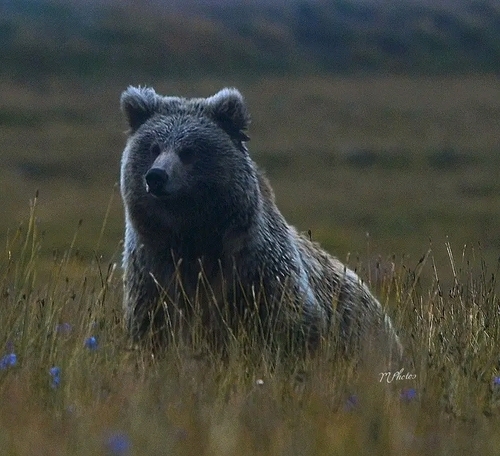 Himalayan Brown Bear
