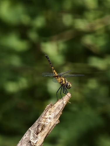 Blue Adjutant
