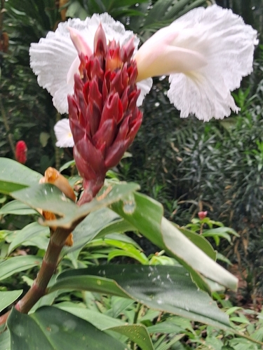 Hellenia speciosa observed 2026-10-17