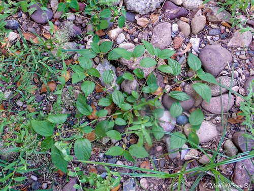Corchorus aestuans observed 2026-10-10