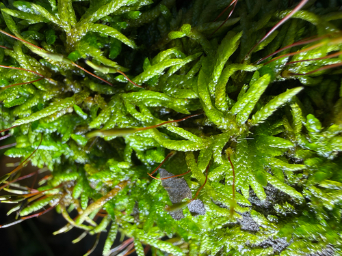 Entodon seductrix observed 2026-10-18