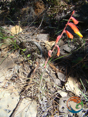 Castilleja tenuifolia