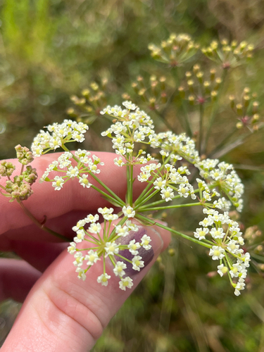 Tiedemannia filiformis, 2026-10-18