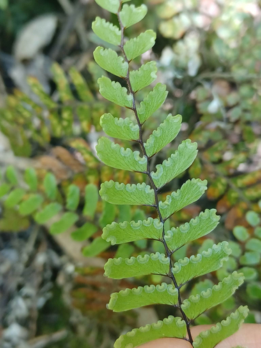 Adiantum fulvum observed 2026-10-18