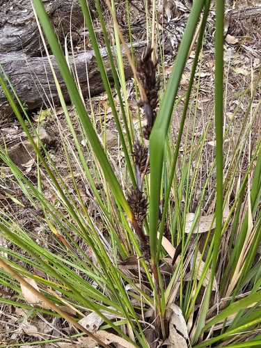Gahnia aspera observed 2026-10-15