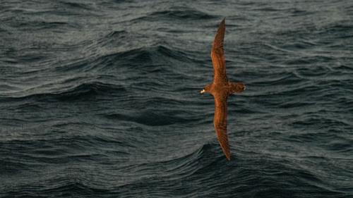 iNaturalist image