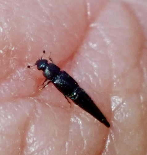 Obscure Sap Beetle