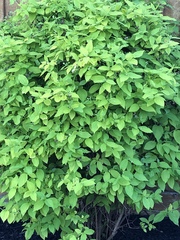 Lonicera canadensis