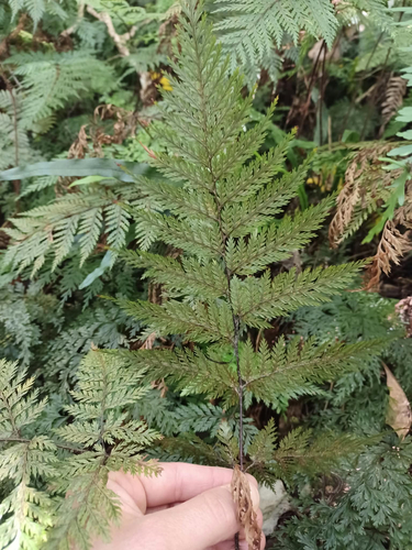 Lastreopsis hispida observed 2026-10-18
