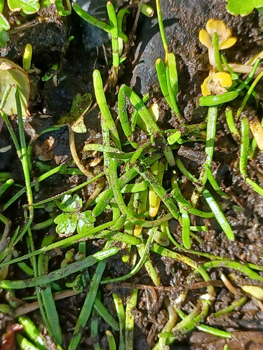 Lilaeopsis novae-zelandiae, 2026-10-18
