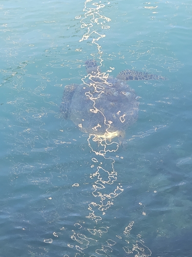 Chelonia mydas observed 2026-10-18
