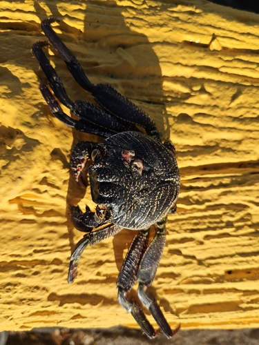 Grapsus grapsus, 2026-10-18