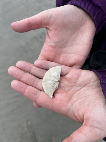 Common Sand Dollar