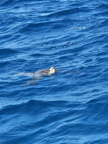 Chelonia mydas observed 2026-10-18