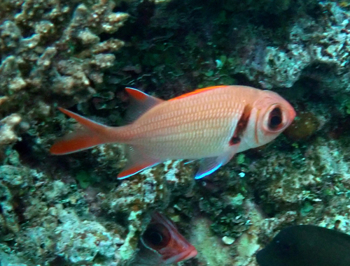 Myripristis kuntee observed 2026-10-18
