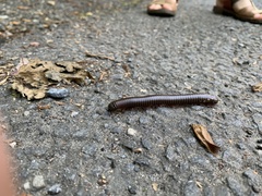 Narceus americanus