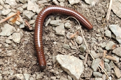 Pachyiulus hungaricus