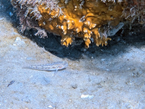 Coryphopterus observed 2026-10-14