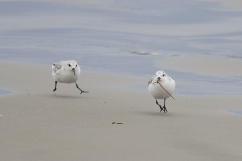 Sanderling