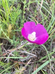 Callirhoe involucrata