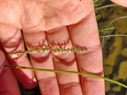Triglochin striata observed 2026-10-18