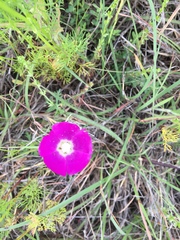 Callirhoe involucrata