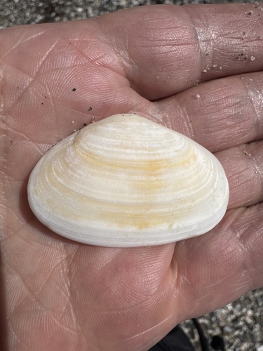 Mactra ovata observed 2026-10-19