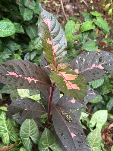 Graptophyllum pictum observed 2026-10-18