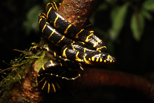 Boiga dendrophila observed 2026-10-13