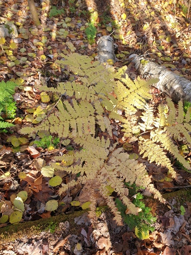 common bracken