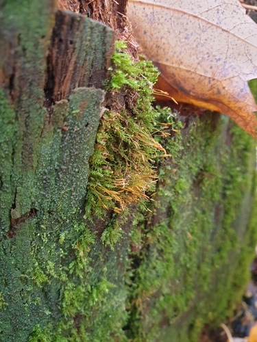 Tetraphis pellucida observed 2026-10-18