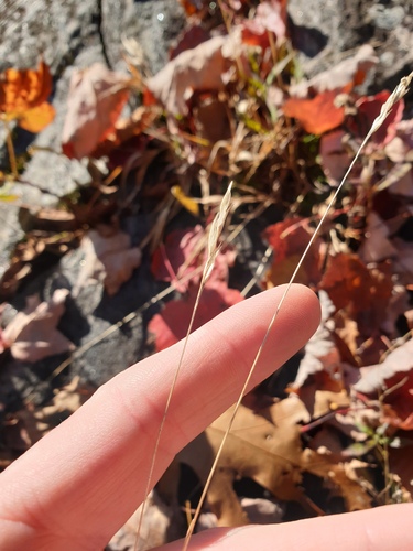 Poverty oatgrass