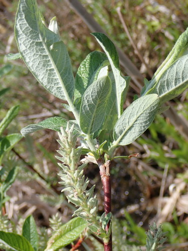 Representative image of Candidae