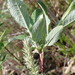 Hoary Willow - Photo (c) chris buelow, some rights reserved (CC BY-NC), uploaded by chris buelow