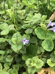 Glechoma hederacea