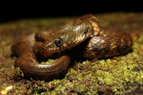 Xenochrophis trianguligerus observed 2026-10-13