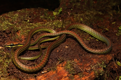 Dendrelaphis formosus observed 2026-10-13