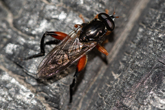 Chalcosyrphus valgus